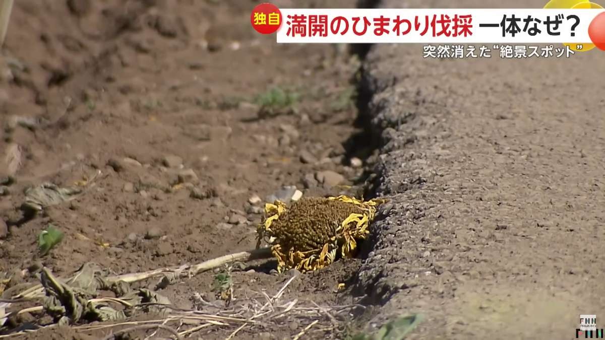 レス29番の画像2